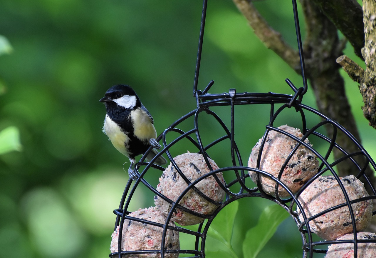 oiseau devant une boule de graisse